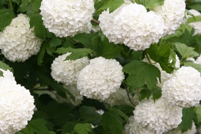 Harilik lodjapuu ´Tatteri´ (Viburnum opulus) - nn. kirjuleheline lumepall  - P11 Potis noortaim