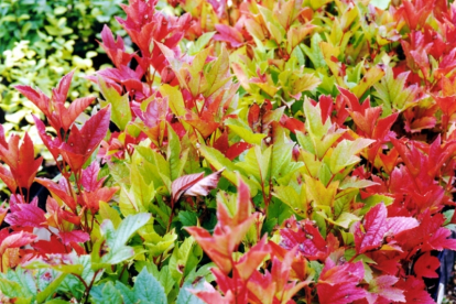 Harilik lodjapuu ´Fastigiata´ (Viburnum opulus)