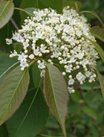 Kanada lodapuu (Viburnum lentago)