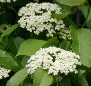 Kanada lodjapuu ´Jenkka´ (Viburnum lentago)