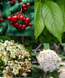 Mongoolia lodjapuu (Viburnum mongolicum) - P11 pott noortaim / 10 cm kõrge