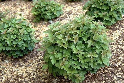 Harillik lodjapuu ´Nanum´ (Viburnum opulus)