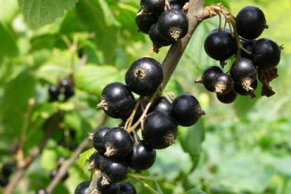 Must sõstar ´Vologda´ (Ribes nigrum)