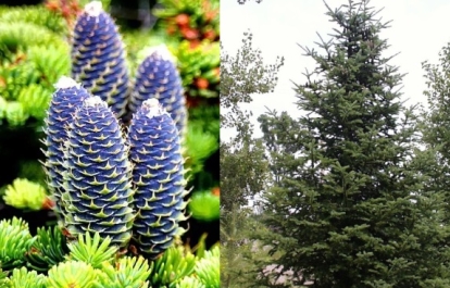 Värdnulg (Abies ×phanerolepis)  - tellimisel