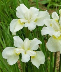 Siberi võhumõõk ´White Swirl´ (Iris sibirica)