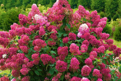 Aedhortensia ´Wim´s Red´ (Hydrangea paniculata) - Tellimisel