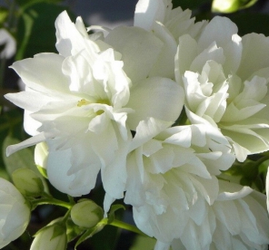 Ebajasmiin ´Zoja Kosmodemjanskaja´ (Philadelphus) - P11 ja noortaim